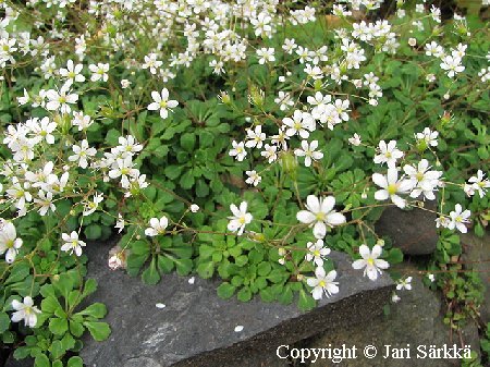 Saxifraga cuneifolia